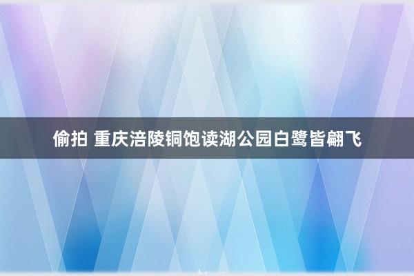偷拍 重庆涪陵铜饱读湖公园白鹭皆翩飞