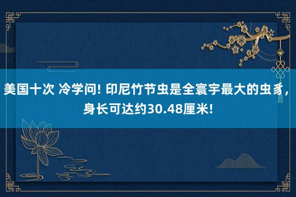 美国十次 冷学问! 印尼竹节虫是全寰宇最大的虫豸, 身长可达约30.48厘米!